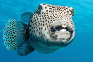 Mengenal Hewan Ikan Buntal: Kenali Bahaya dan Keunikannya