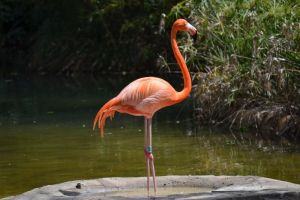 Mengenal Flamingo: Asal Usul dan Keunikannya