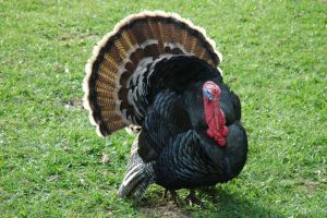 Mengenal Ayam Kalkun: Asal Usul dan Keunikannya