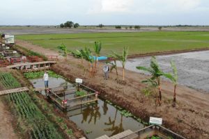 Indonesia China Siapkan Proyek Satu Juta Hektare Sawah di Kalteng