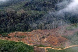 Indonesia Alami Deforestasi 257.384 Hektar Pada 2023