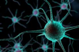 Memetakan Otak dari Neuron ke Neuron