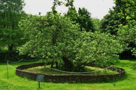 Ini Pohon Apel yang Menginspirasi Isaac Newton untuk Teori Grvitasi