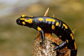 Sistem Imun Salamander Ternyata untuk Beregenerasi 