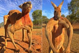 Kanguru Besar Berotot Ini Ditemukan di Australia