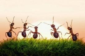6 Fakta Tentang Semut