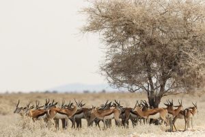 Petualangan Safari: 5 Keindahan Alam Liar di Afrika yang Mempesona