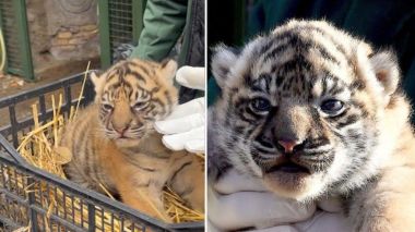 Bayi Harimau Sumatera Muncul Perdana di Kebun Binatang Roma