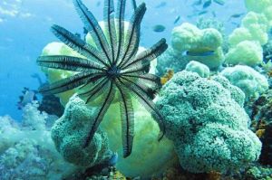 Menguak Kehidupan di Bawah Laut: Misteri Terumbu Karang yang Harus Diketahui