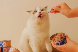 Kucing Sedang Makan