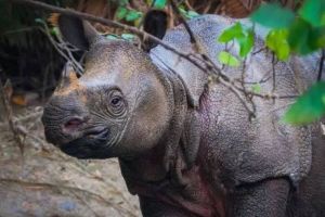 Harapan Baru untuk Konservasi Badak Jawa di Taman Nasional Ujung Kulon