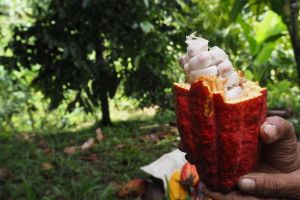 Sukses Kakao Asal Jembrana Mampu Tembus Pasar Ekspor