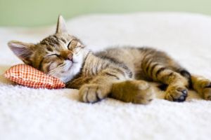 Biar Kucing Tidak Bosan dan Tidur Terus