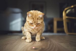 Kucing melihat Laser