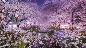 Tempat Terbaik Untuk Melihat Bunga Sakura di Kyoto