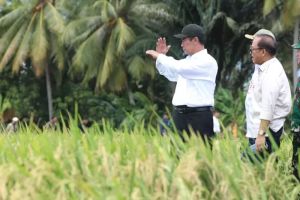 Sejarah Pertanian Indonesia dan Mentan Amran Subsidi Pupuk Rp 54 T