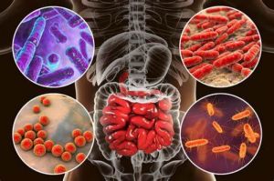 Puasa Ramadan dan Pengaruhnya Terhadap Jumlah Mikrobiota Usus Manusia