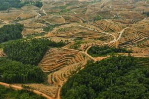 deforestrasi menjadi salah satu penyebab krisis