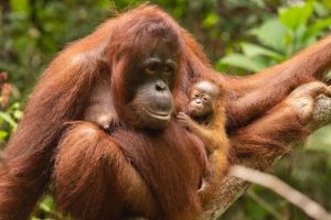 Malaysia Terapkan Diplomasi Orangutan untuk Dukung Penjualan Minyak Sawit