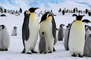Krisis Iklim Mengancam Anak-Anak Penguin Kaisar