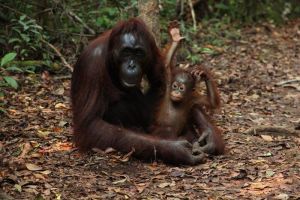 Orangutan Sumatera di Indonesia Menggunakan Obat Tradisional untuk Mengobati Luka