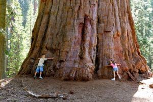 Pohon Sequoia Raksasa Pohon Terbesar di Dunia Tumbuh Subur di Inggris