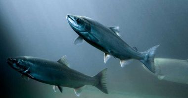 Kematian Massal Salmon yang Dibudidayakan Meningkat di Seluruh Dunia