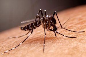 Nyamuk Aedes aegypti