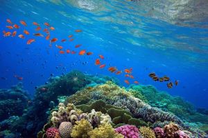 Pentingnya Terumbu Karang Bagi Ekosistem Laut