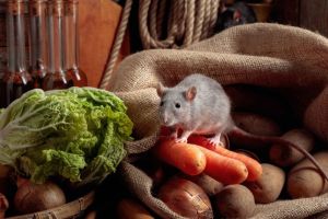 Hati-hati, 6 Makanan Ini Bisa Mengundang Tikus Masuk ke dalam Rumah!