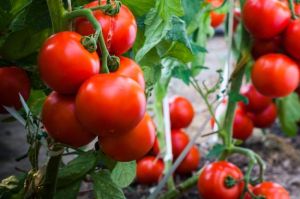 Manfaat Tomat untuk Kesehatan Tubuh