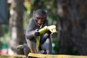 Heboh! Gerombolan Monyet di Genting Rumah Warga Soreang