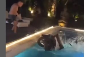 Bule di Bali Ceburkan Motor Sewaan ke Kolam Renang