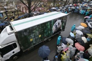 Hujan Air Mata Warga Korea Selatan saat Berpisah dengan Fu Bao