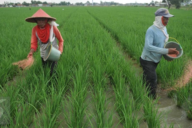 Menteri Pertanian Memastikan Tidak Ada Pupuk Langka di Tahun 2024