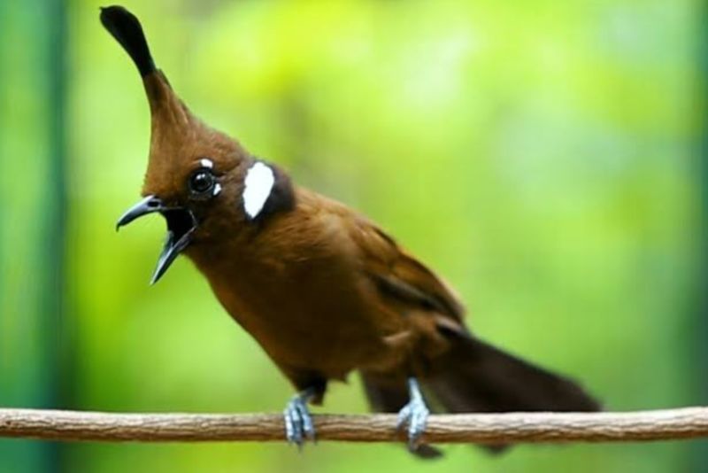 Oknum Petugas Bea Cukai Terlibat Mafia Burung Ilegal