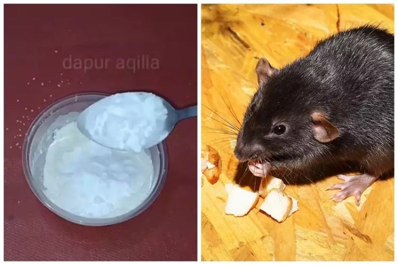 Cara Ampuh Mengusir Tikus Tanpa Racun, Modalnya Cuma Pakai Garam, untuk Kesehatan Keluarga