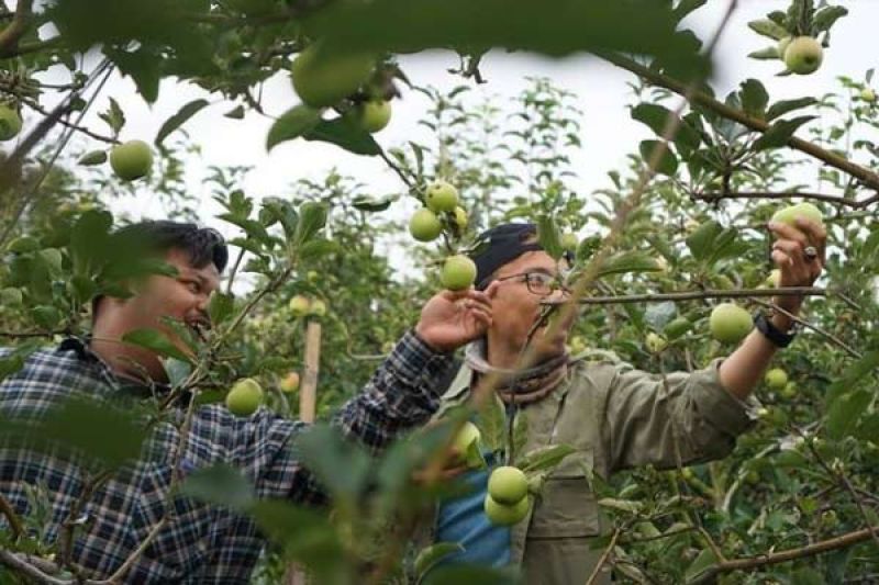 Wisata Petik Apel Malang Jadi Destinasi Keluarga